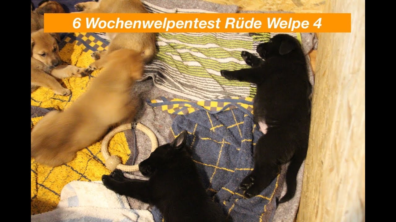 6 Wochen Welpentest  Welpe 5 Rüde