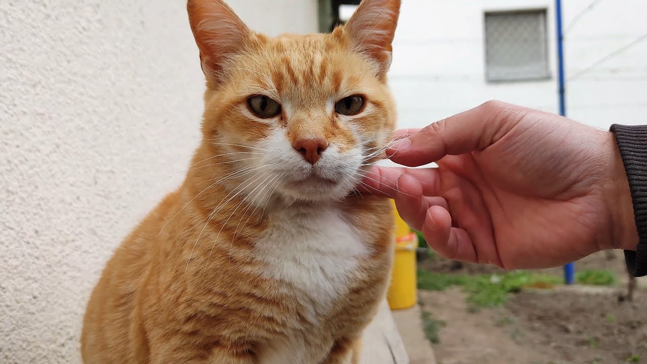 Relaxing Cat Video 152
