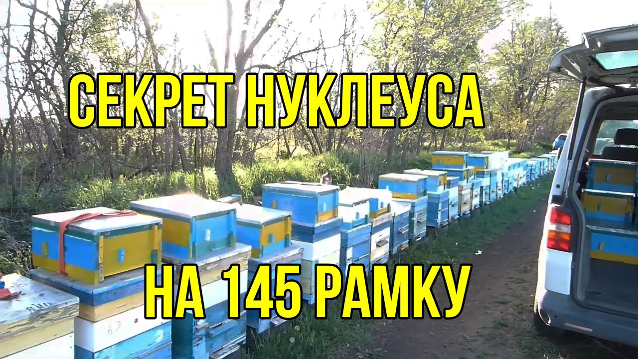 Вывод маток и  заселение пчелами нуклеусов на 145 рамку , подсадка маток . Продажа маток  бакфаст.