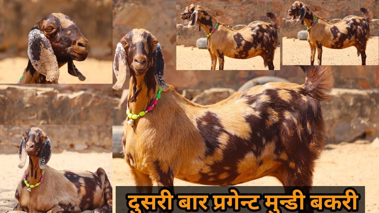 बच्चो वाली बकरिया (अजमेर आने से क्यों डरते है व्यापारी ) राजस्थान गोट फ़ार्म अजमेर (जय तोषिक )