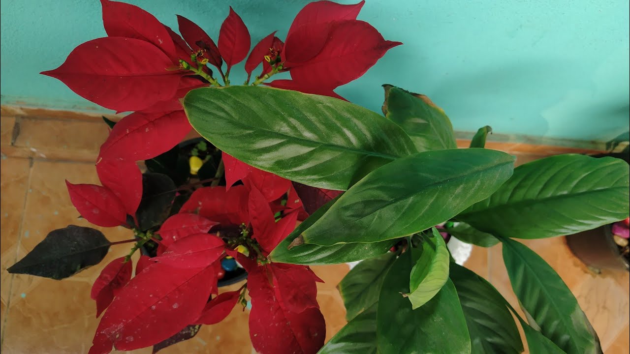 Beautiful plants at Nursery