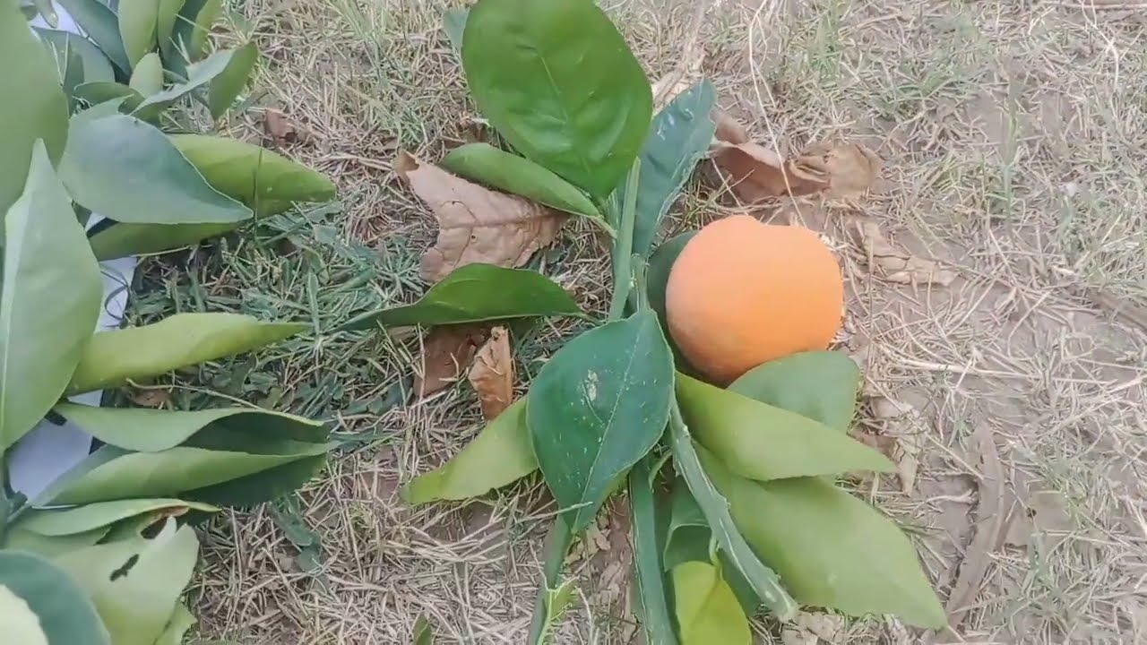 طعمت عشر أنواع حمضيات في شجرة وحدة🍋🍊لن تصدق كيف كانت النتيجه#زراعة #اليمن #تطعيم  #اليوسفي #الليمون 