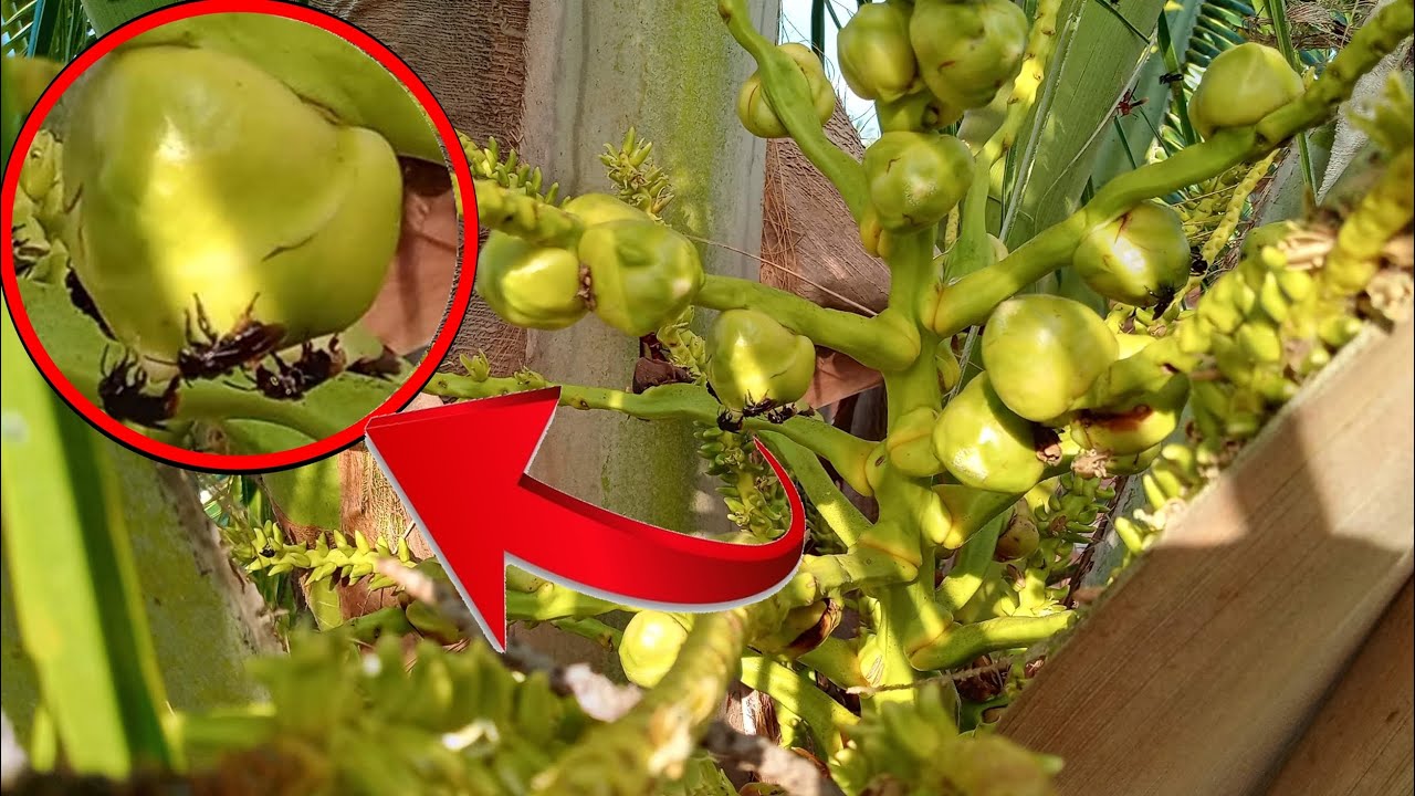 As abelhas Chupam os Cocos e o Coqueiro não produz, Verdade ou Mentira?