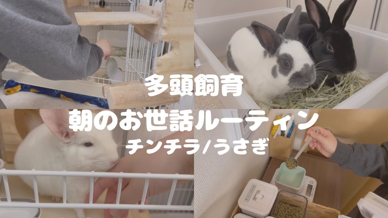 【多頭飼い】我が家の朝のお世話ルーティン👀/チンチラ/うさぎ
