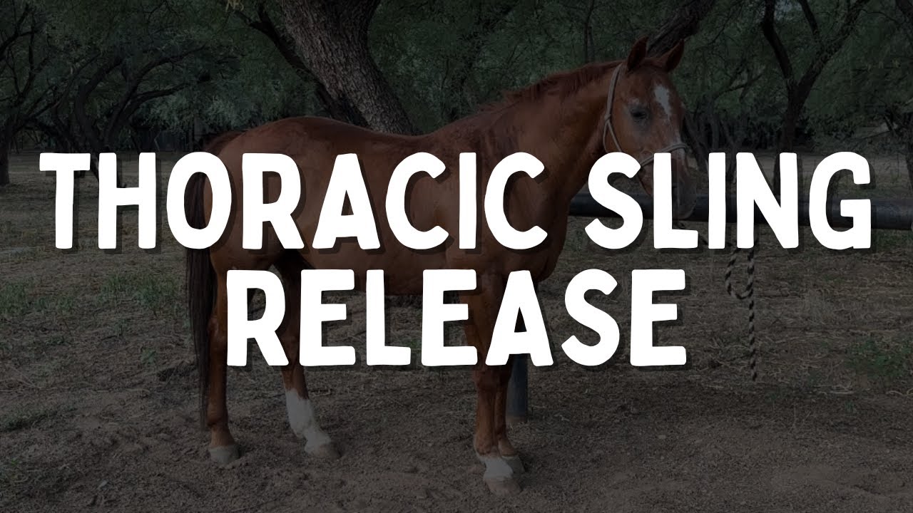 Equine Thoracic Sling Release