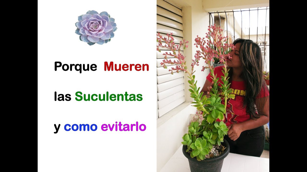 Porque mueren mis Suculentas?? COMO  EVITARLO..