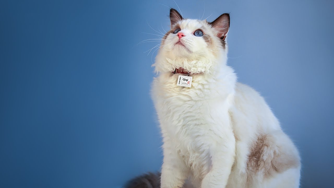 YalaTech electronic shelf label ESL solution for your pets.