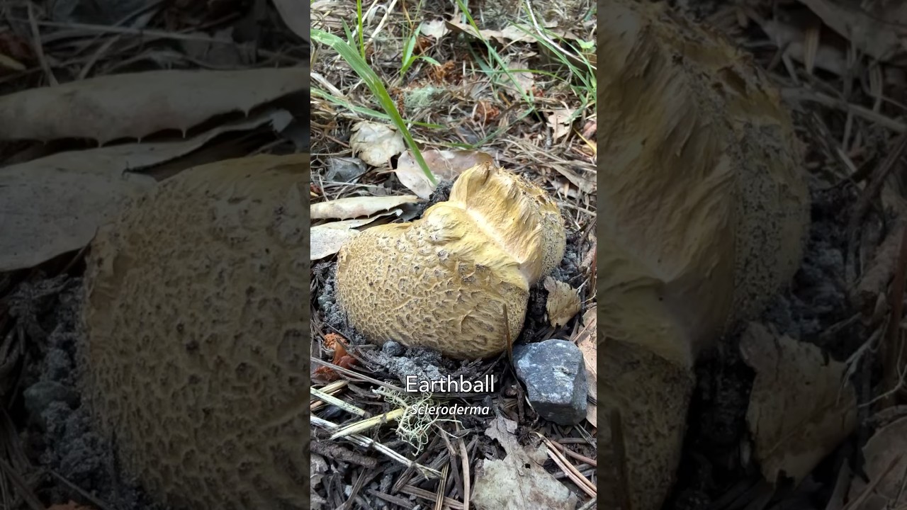 How to safely consume Earthballs (Scleroderma), edible mushroom known as bu-o in the Philippines