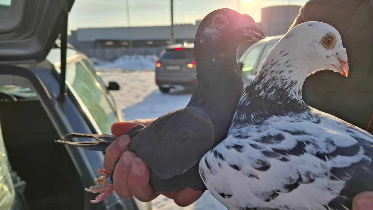 TARG STARACHOWICE 21.02.2026(DUŻY WYBÓR) CZĘŚĆ 2 #pigeon #gołębie #birds 