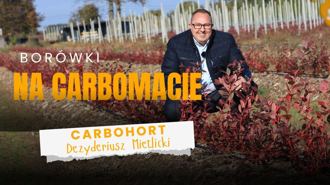 Borówki na CARBOMACIE po pierwszym sezonie. Rożnica robi wrażenie!