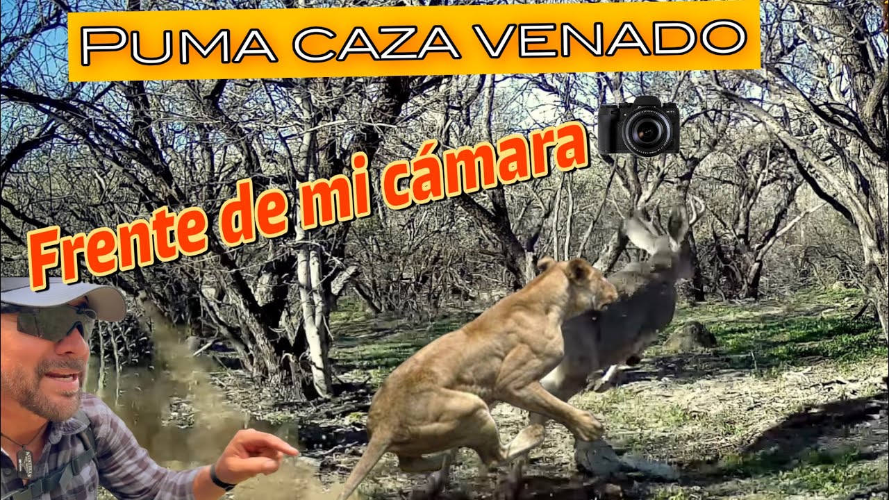 Слишком много вооруженных людей (Пума перед моей камерой охотится на оленя…)