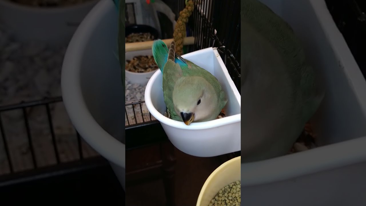 Baby lovebird update on day 51 weaning week 💕🐥💚