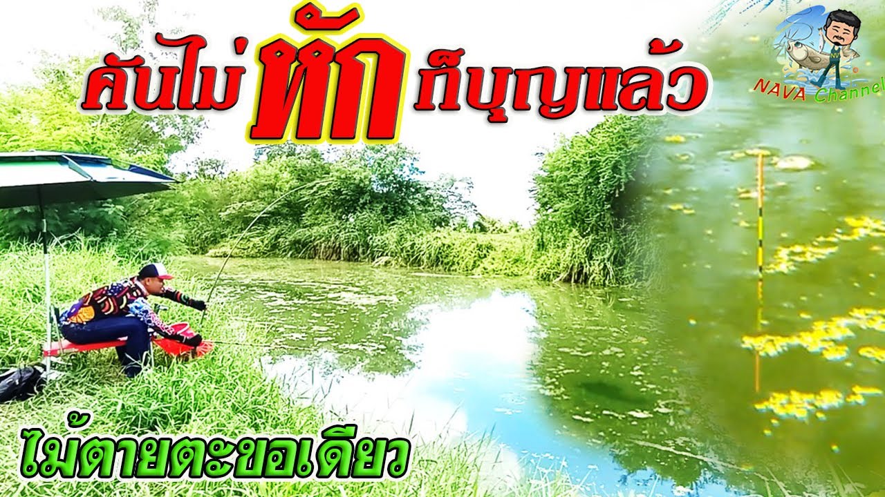 EP114 ตกปลาหมายธรรมชาติ ตกชิงหลิวคลองสาขาแม่น้ำป่าสัก จ.ลพบุรี กับไม้ตาย1ตะขอ 