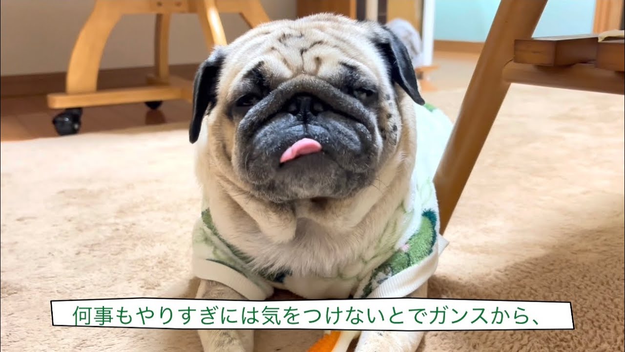 【パグ】久しぶりのガジガジ棒！！！