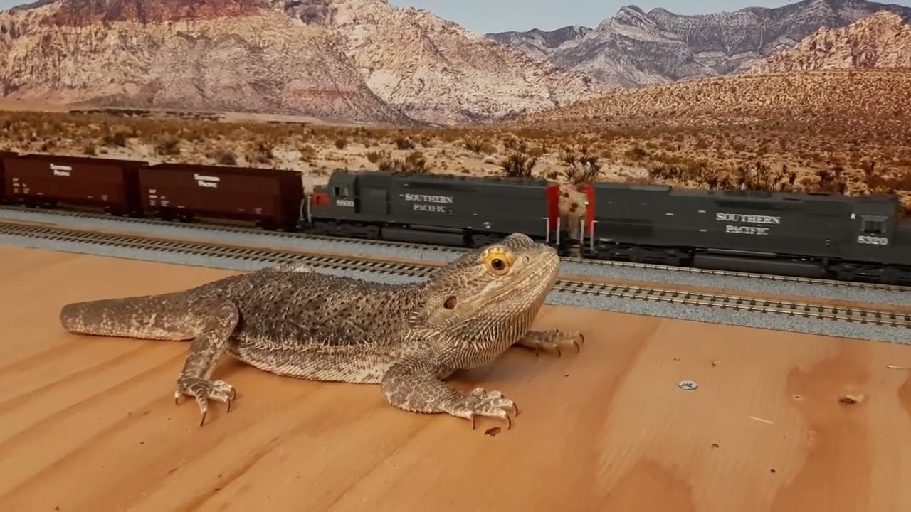 Southern Pacific SD40T-2 on Sugar Beet Train