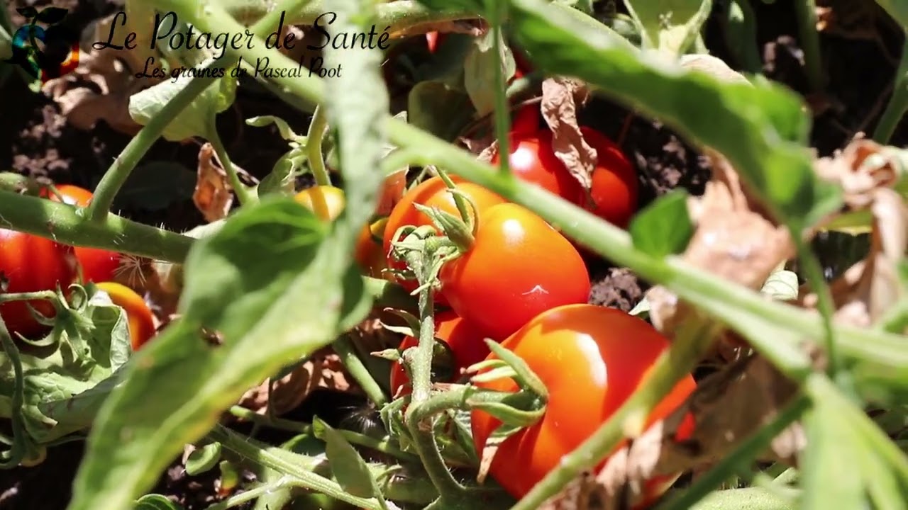 Tomate culture sans eau