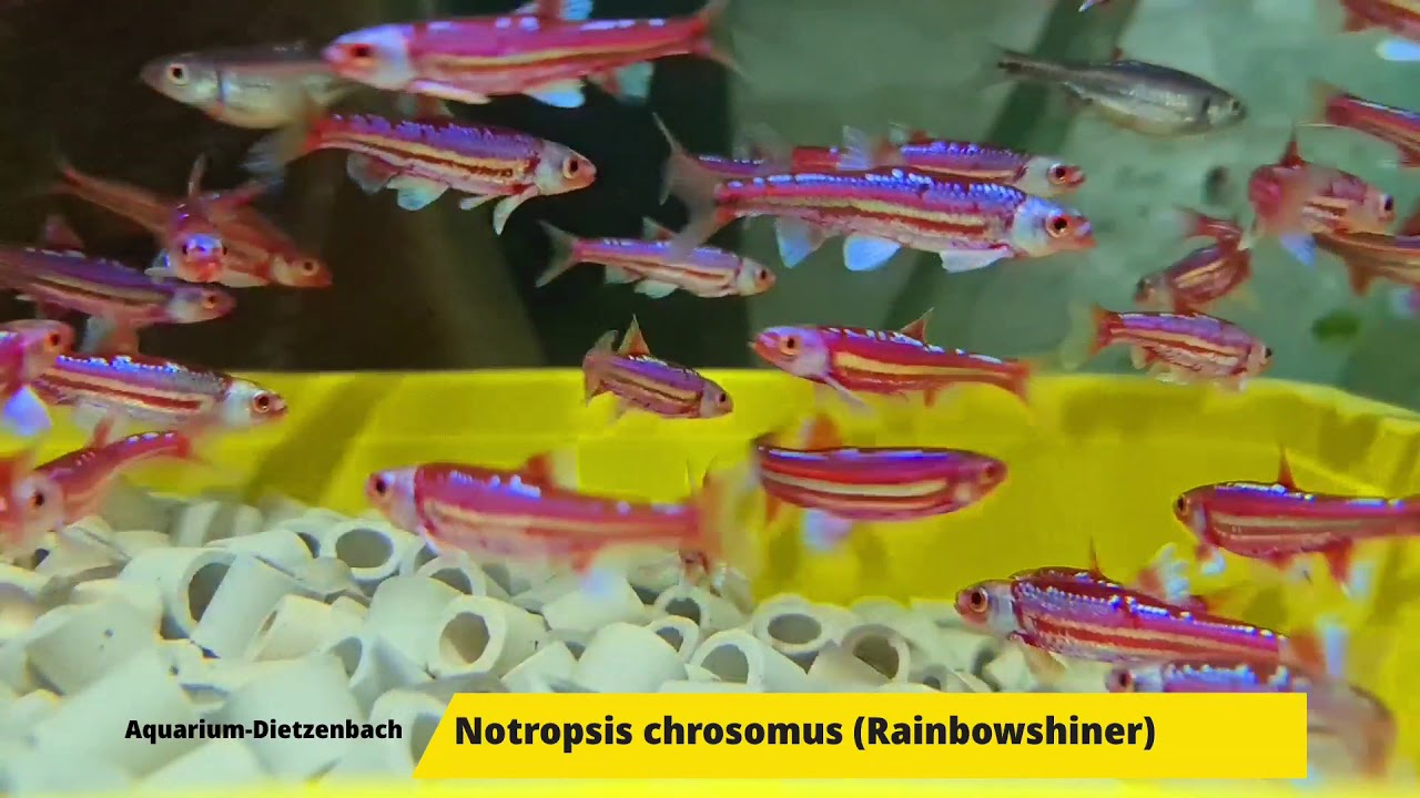 Notropsis chrosomus - Rainbow Shiner