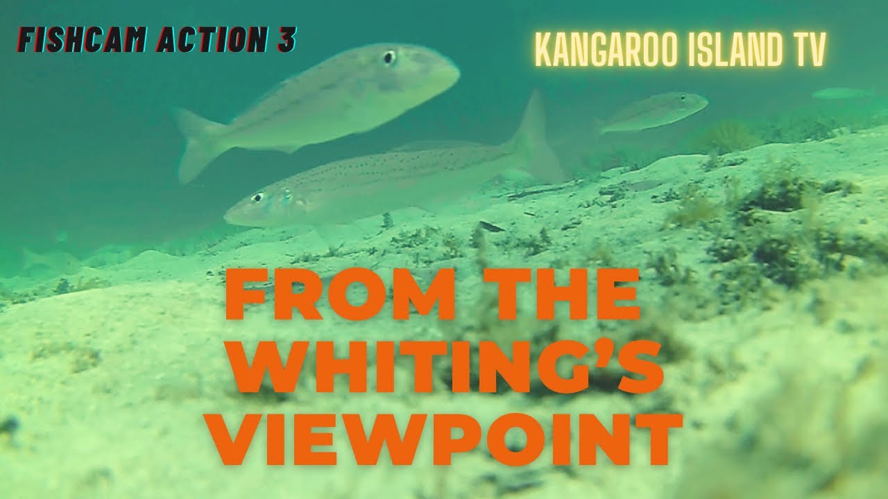 Fishcam action: Big schools of KG whiting