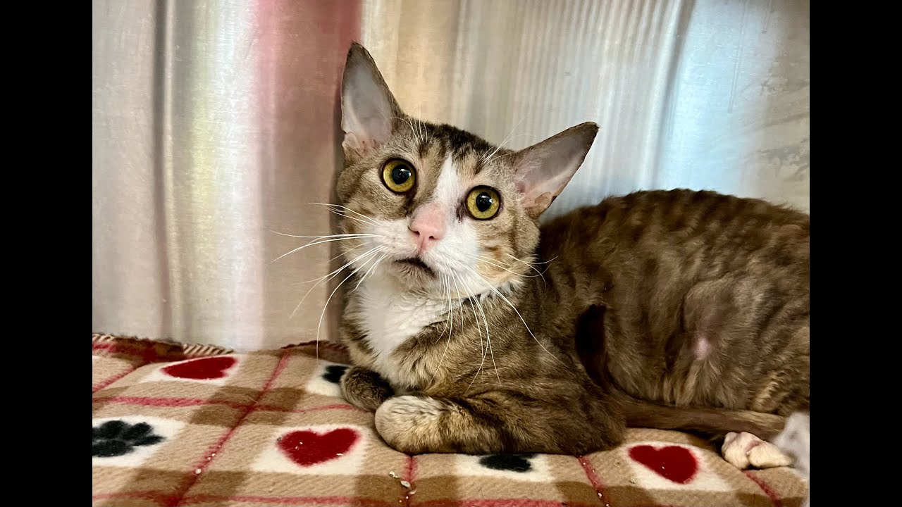 Mung Bean - Adoptable Cat at Brown County Humane Society