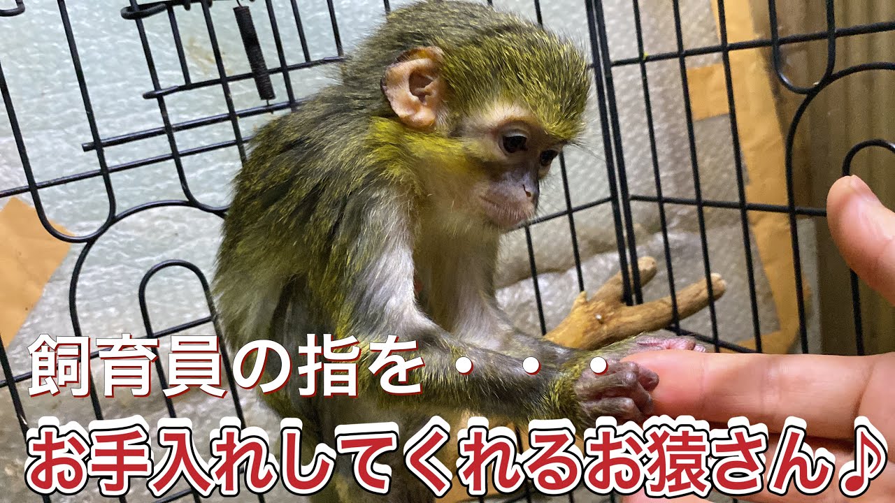 引き取ったお猿さんですが、毎日飼育員の手をお手入れしてくれて癒しをもらっています♫ She likes grooming of a zookeeper‘a hand