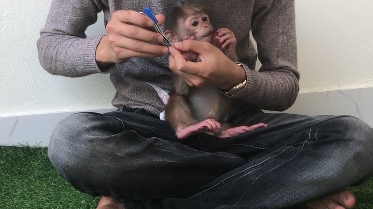 Baby monkey ViVi plays well so dad can trim his nails