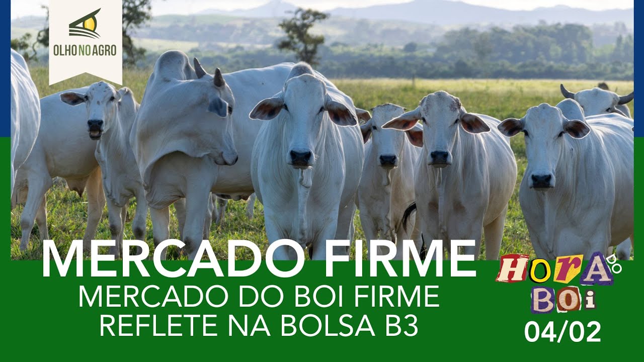 HORA DO BOI 04/02 - MERCADO DO BOI FIRME REFLETE NA BOLSA B3