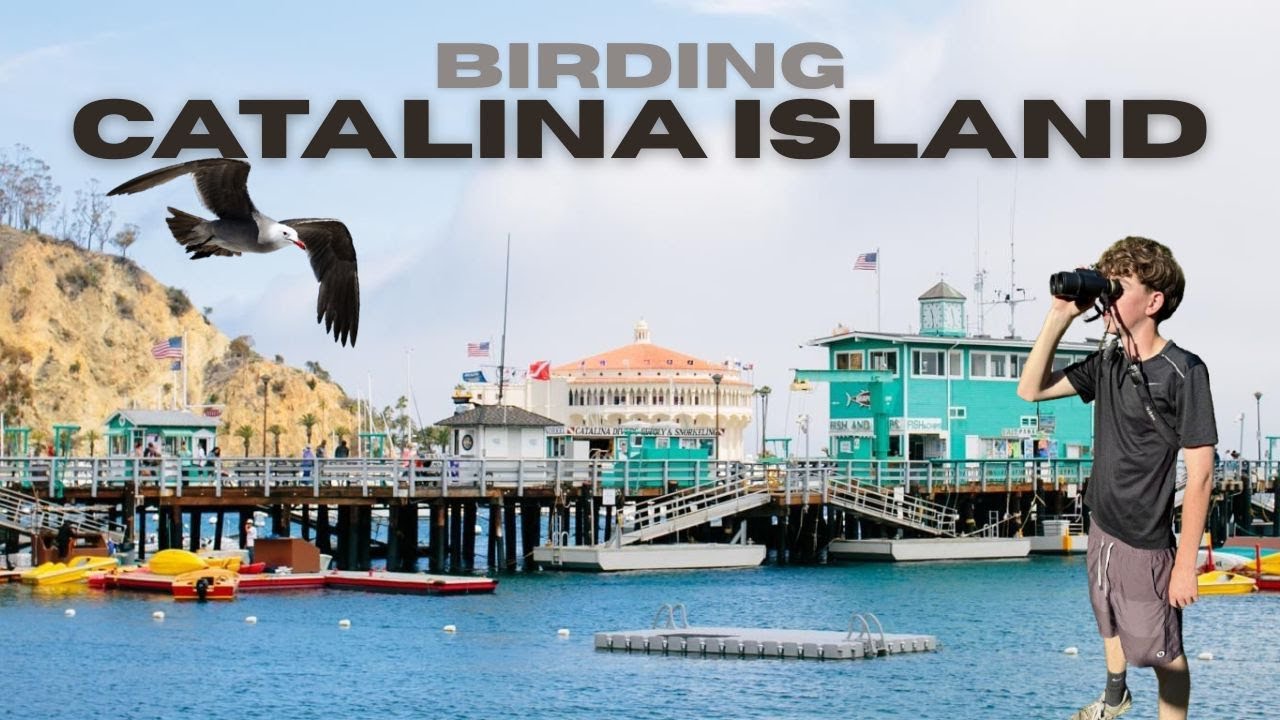 Epic Big Day on Catalina Island | Chasing Rare Birds Across Southern California!