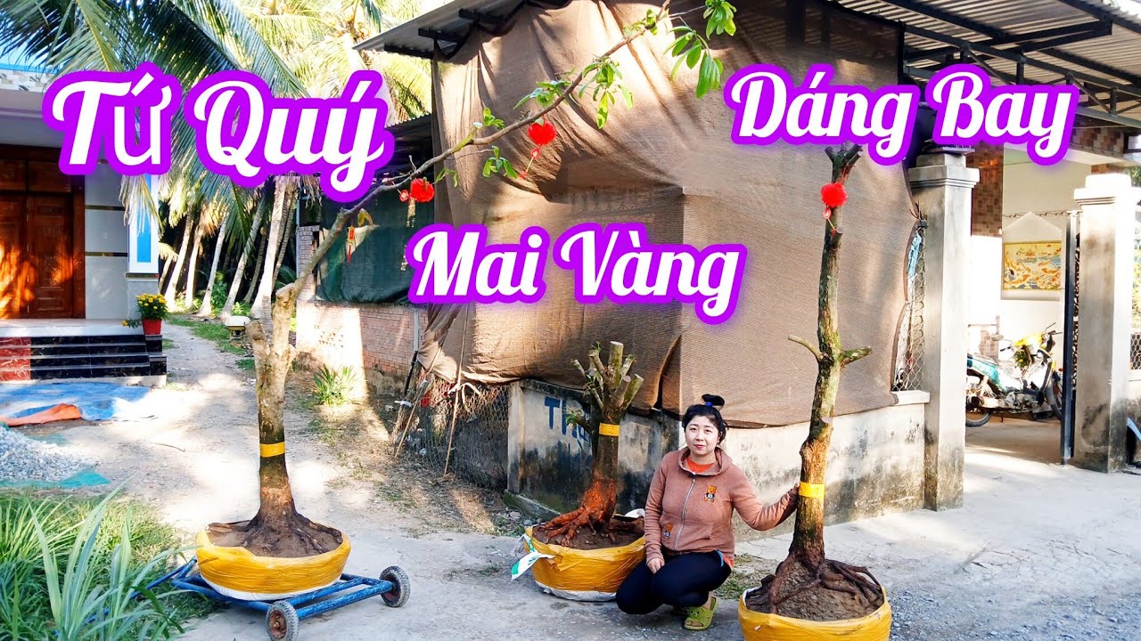 Em Hân ☎️0374816778 Phôi Mai Tứ Quý Mai Vàng Dáng Bay Đẹp Ngày 16/2
