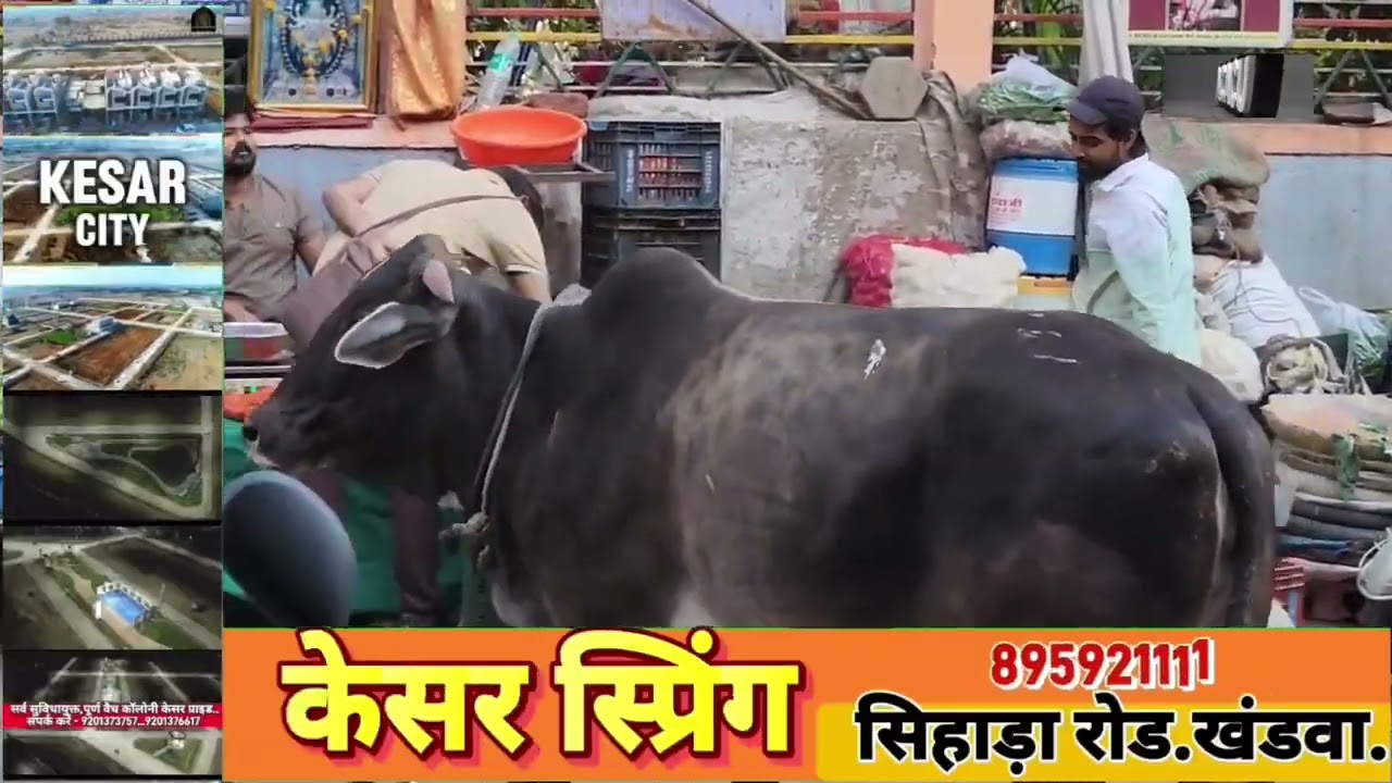 खंडवा : आवारा कुत्तों ने बनाया गौ माता को शिकार! गाय की दौड़ से मची सनसनी 