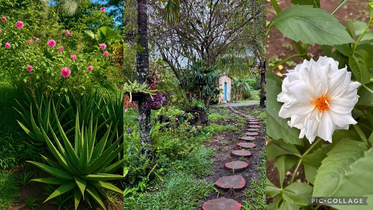 Jardim Encantado: Nova Floração e Dicas de Cultivo 🌳🌷💮
