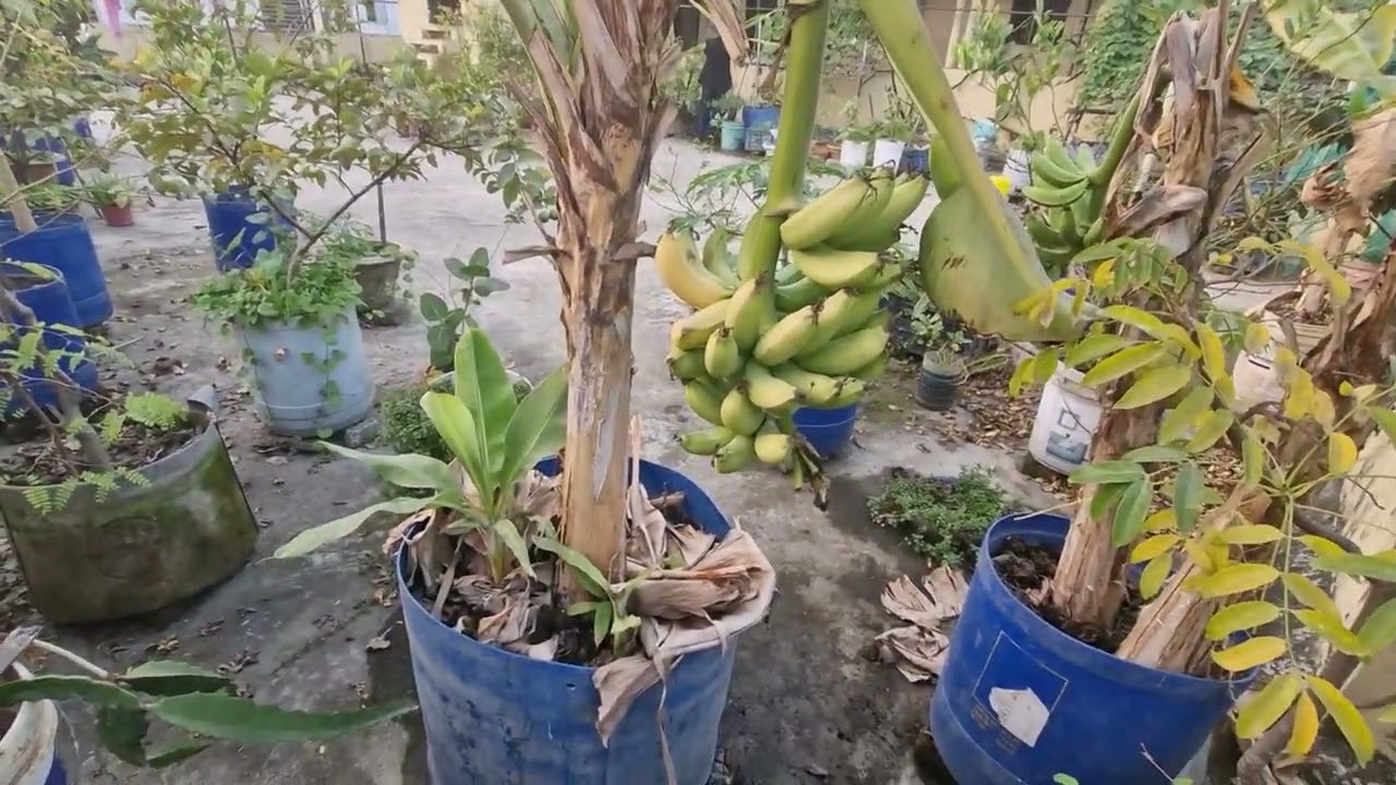 ছাদে কম খরচে টবে কলা চাষ