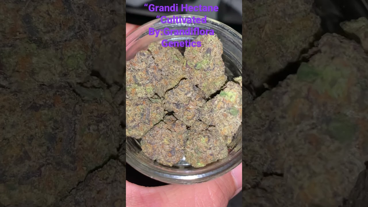GRANDI HECTANE BY GRANDIFLORA GENETICS #hectanestrain #grandifloragenetics