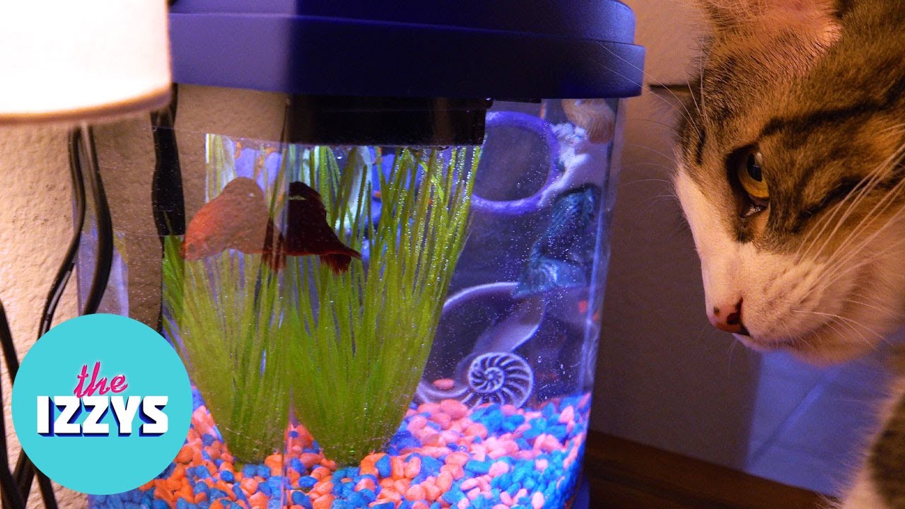 We have a 400 gallon aquarium - WHY DID WE BUY THIS?