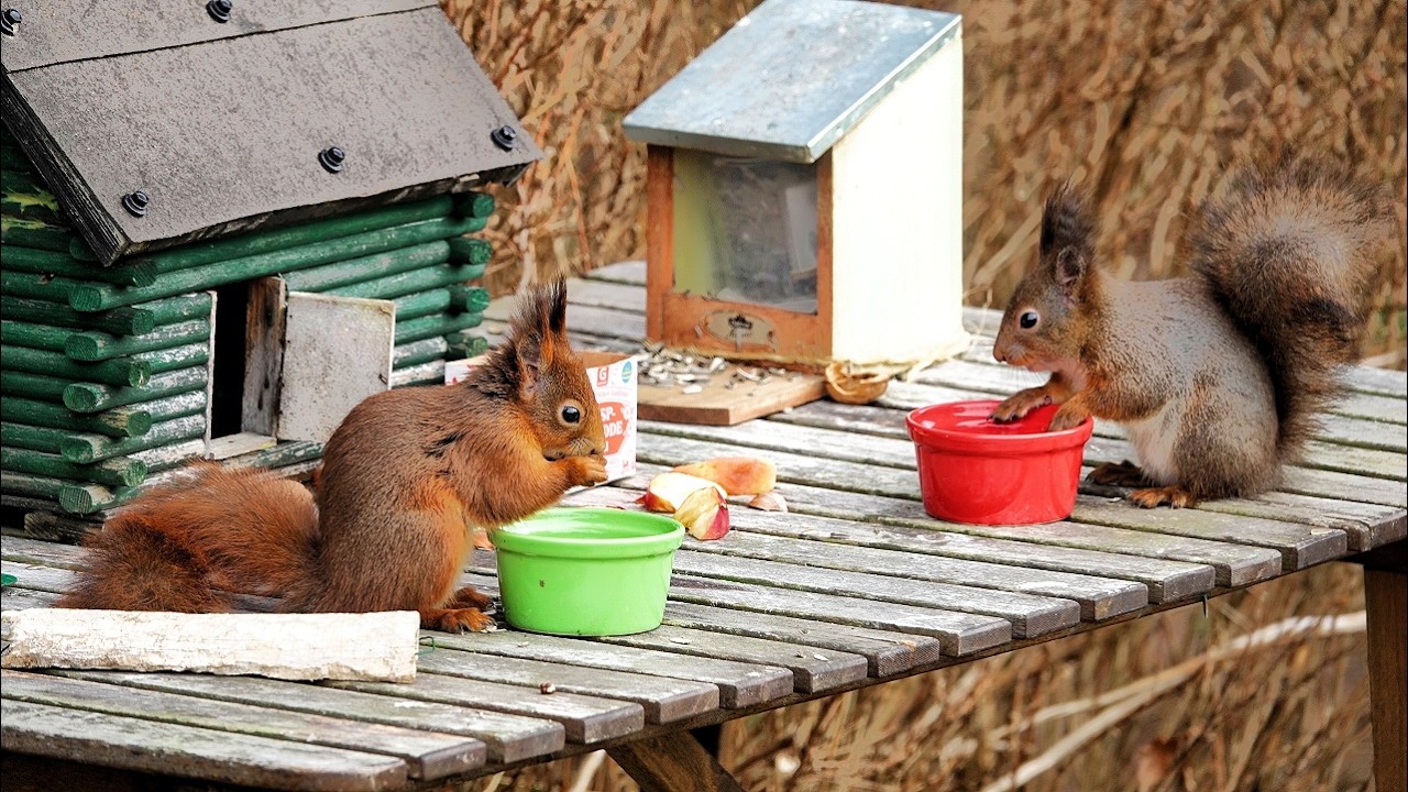 Squirrels have a new feeding station in the yard🐿️🐿️💚🌲