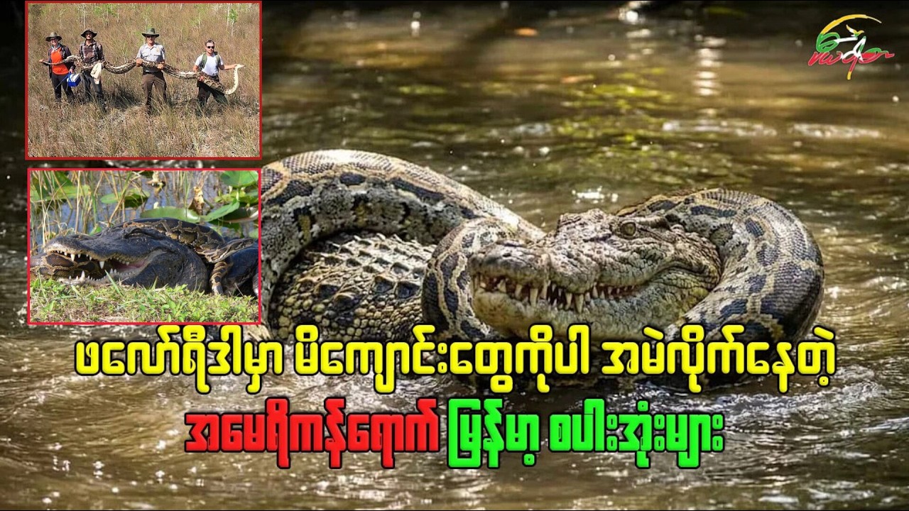 ဖလော်ရီဒါမှာ မိကျောင်းတွေကိုပါ အမဲလိုက်နေတဲ့ အမေရိကန်ရောက် မြန်မာ့စပါးအုံးများ