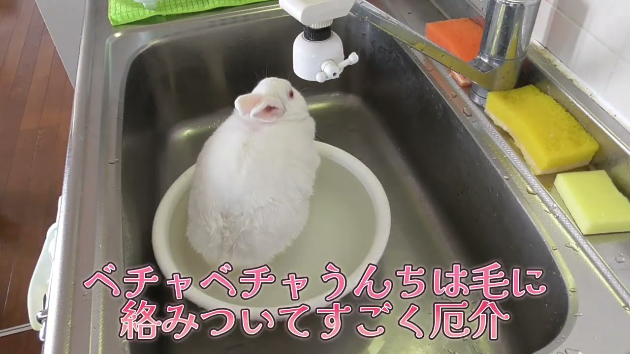 ウサギのお尻を洗います！