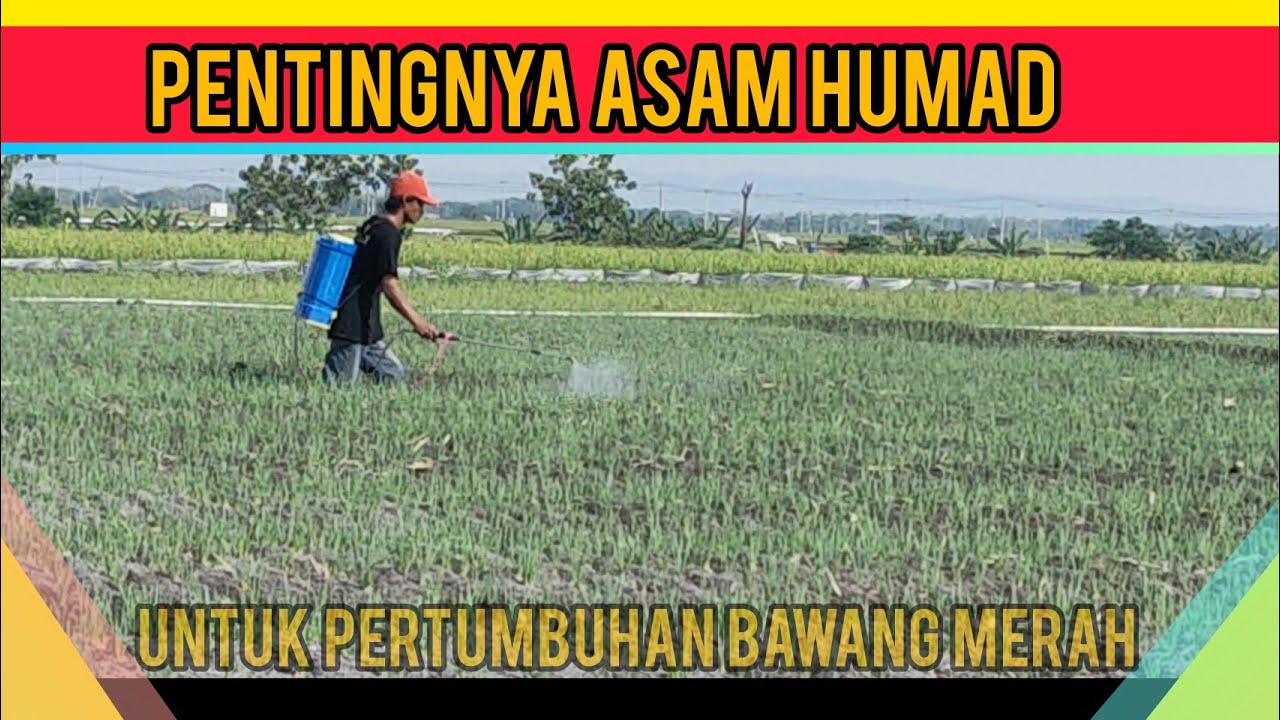 PENTINGNYA ASAM HUMAT UNTUK TANAMAN BAWANG MERAH