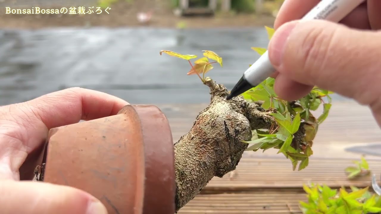 【KED】盆クラ市2025でGETしたカエデをそっこーで取り木してみた #盆栽 #bonsai