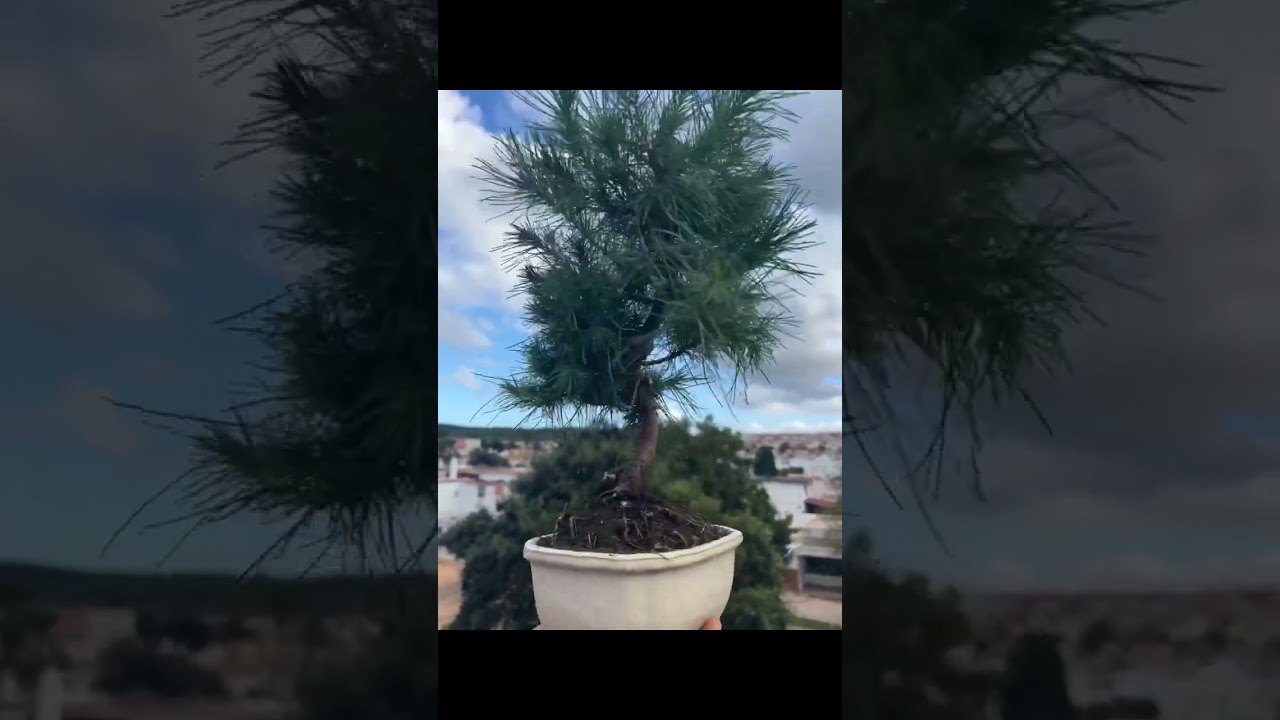 PINUS HALEPENSIS NUMERO 3371🌳 WWW.BOHEBONSAI.COM
