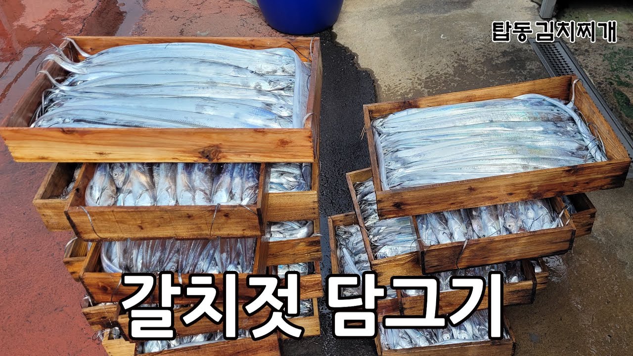 갈치젓 담그기 / 묵은지용 갈치젓 #갈치젓 #탑동김치찌개