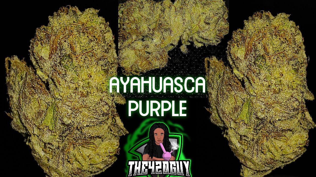 Ayahuasca Purple - Osage Creek Cultivation - Medical Marijuana Review (THE420GUY)