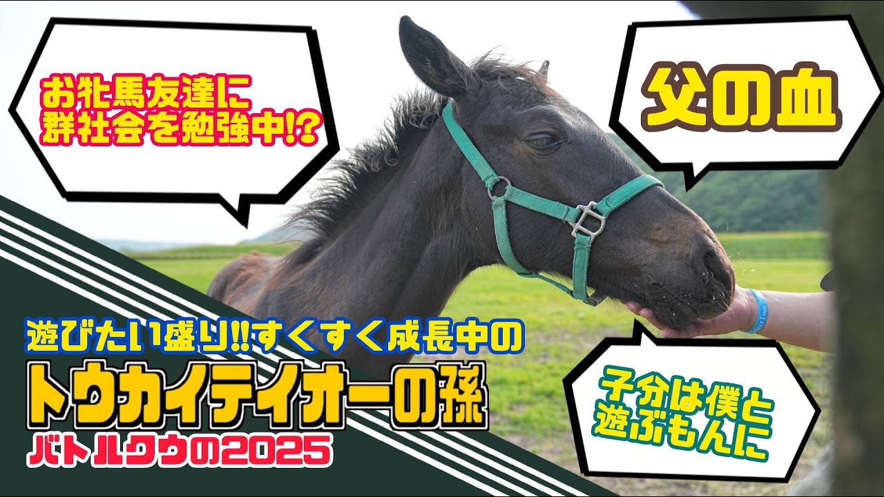 【更にデカく成長!?】遊びたい盛りのバトルクウ2025に会ってきた