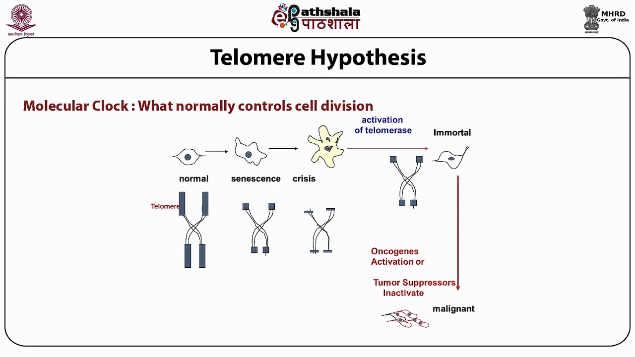 Basics of mammalian cell culture techniques