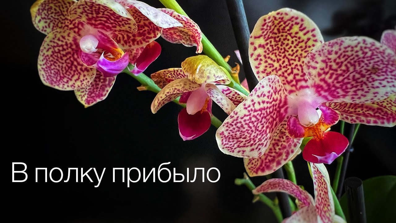 Распаковка🙌🏻две новые орхидеи
