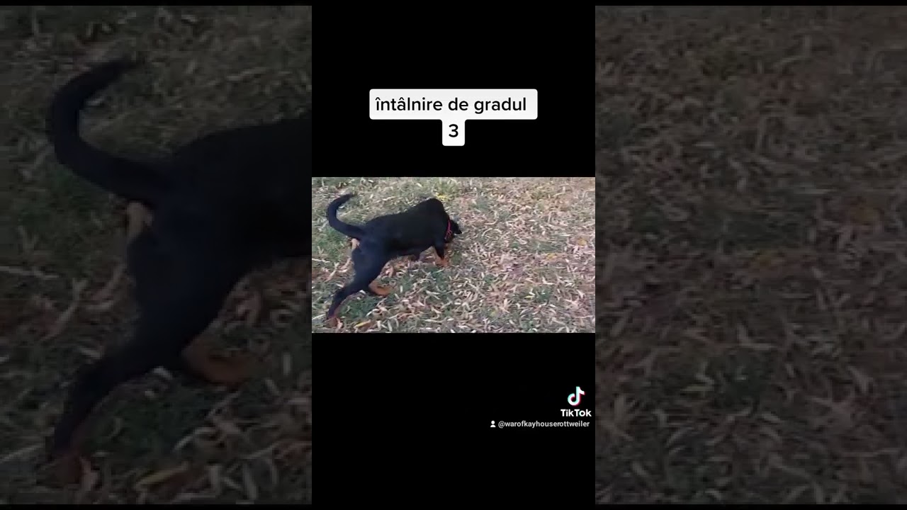 rottweiler la socializare