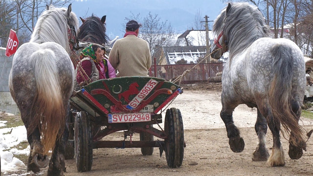 Armăsarii lui Sedra și Remus de la Arbore - Suceava 2023
