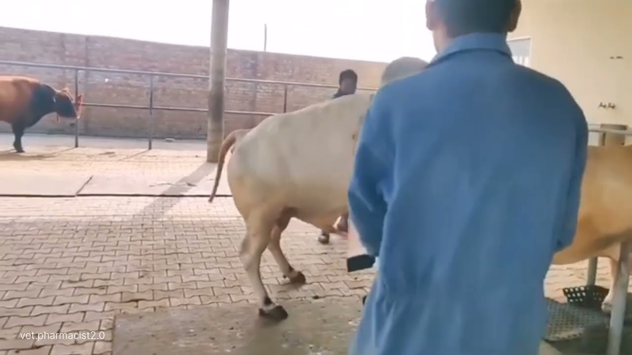 Bull semen collection|| 