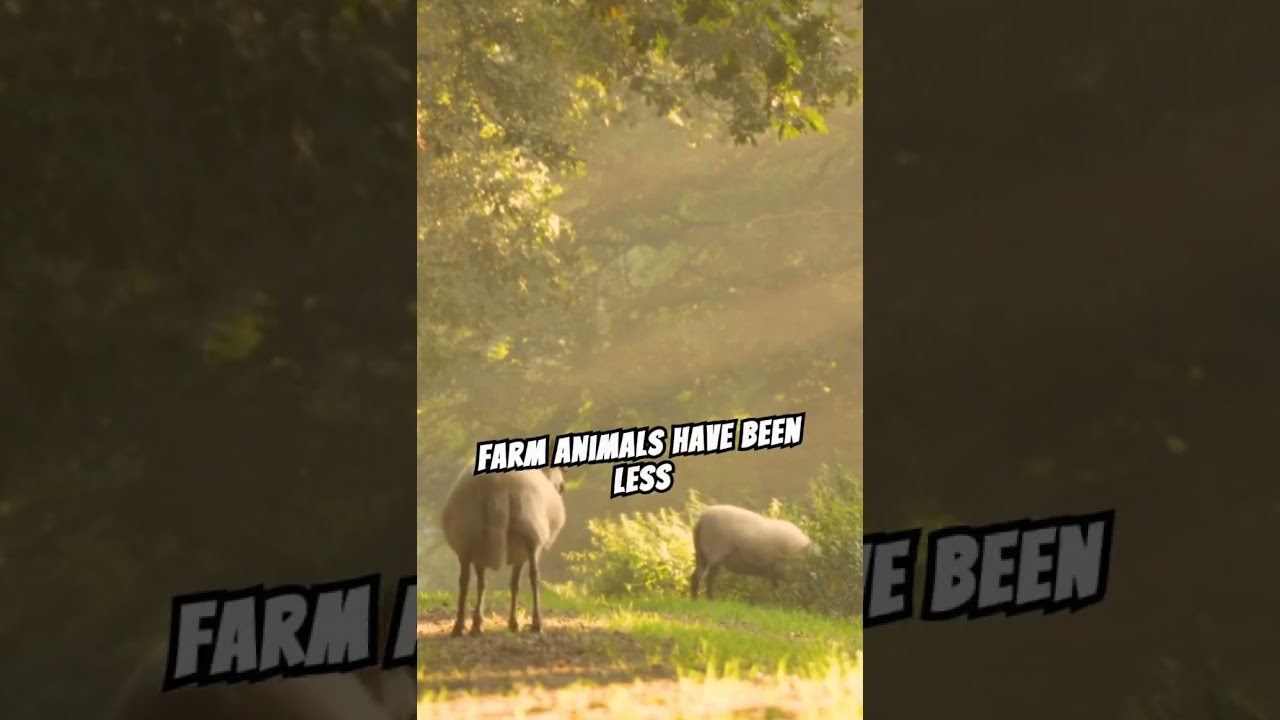 Bovine Bonding: Understanding the Cognitive Benefits of Cow Cuddling Therapy