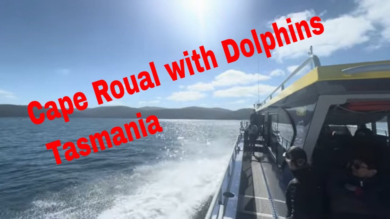 Cape Roual with dolphins ￼Hobart Tasmania