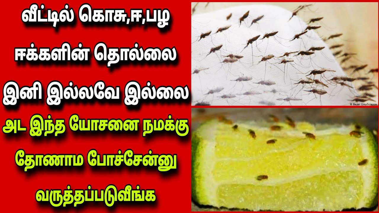 ஈ,கொசு,பழ ஈக்கள் இனி வீட்டு பக்கம் வரவே வராது சூப்பர் ஐடியா/மழைக்கால டிப்ஸ்/டிப்ஸ்| Fathu's Samayal